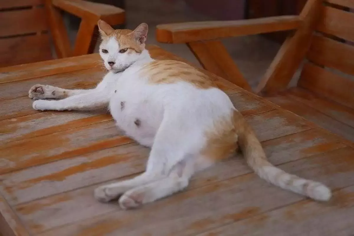 ciri-ciri kucing hamil