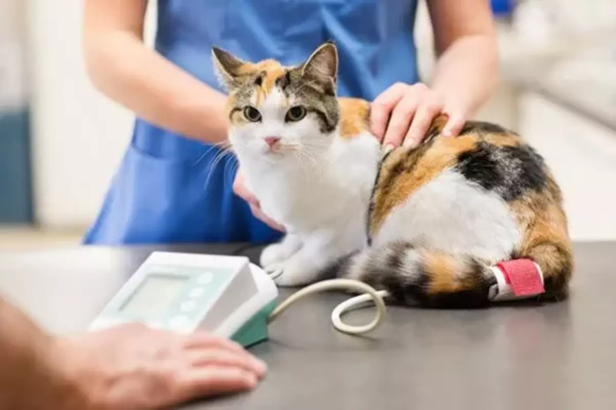 ciri-ciri kucing hamil